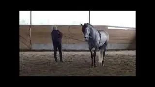 Zeppelin - Purebred Andalusian Stallion FOR SALE - Classically Trained