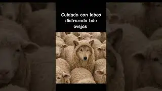 cu&iacute;date de los lobos disfrazados  de ovejas #lobo #ovejas #reflexion #amor #humorh #disfraz #humor