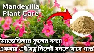 ম্যান্ডেভিলা গাছে ফুলের বাহার! সঠিক যত্নে ফুটবে অসংখ্য রঙিন ফুল/ Mandevilla plant care #mandevilla 
