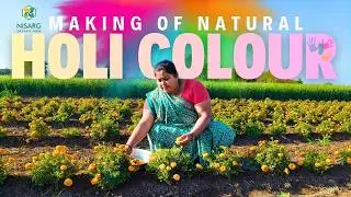 How Natural Holi Colours Are Made | Farm-Level Process | Nisarg Organic Farm