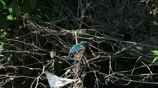 3711#カワセミ#水絡み#境川#Kingfisher#water entangled#20190525#2／2