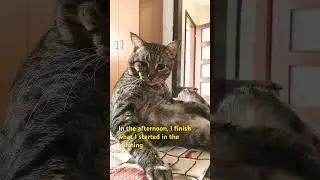 Daily Goals: Morning Chill, Afternoon Pretend, Evening Sleep 😸#cutecat #animals #goals