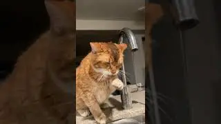 Riết rồi kh&ocirc;ng hiểu kiểu g&igrave; lu&ocirc;n &aacute; #notapetvn #fyp #pet #cat #cute #xuhuongtiktok