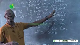 Successfully Raising Dual Purpose Chickens - Locals  With Dr. Isa Luigare