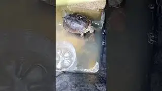 Philippine Box turtle mating #boxturtles #shorts #boxturtles #AlagangBukid #viral