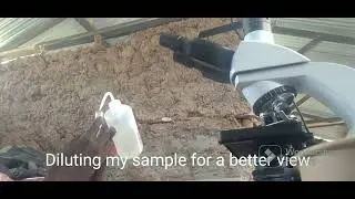 Compost Assessment Under Shadowing Microscope.