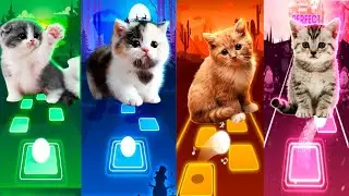CUTE CATS - SHAKIRA WAKA WAKA - LADY GAGA BLOODY MARY - TILES HOP EDM RUSH