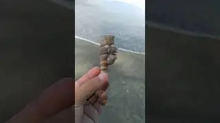 Big and strange looking oncomelania snail