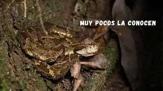 Una v&iacute;bora equis poco com&uacute;n | Bothrops venezuelensis
