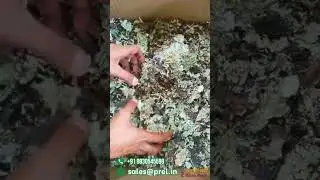 B1 Handpicked Black Stone Flower