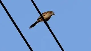 Striated Grassbird，（Megalurus palustris）沼泽大尾莺