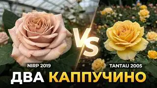 Обзор и описание розы Каппучино (чайно-гибридная) - Cappuccino NIRP 2019)