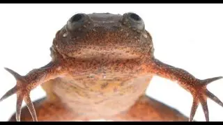 Assuring an Endangered Frog&rsquo;s Future | California Academy of Sciences