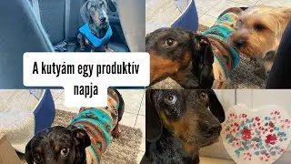 A kutyám egy produktív napja ..#merlinkalandok