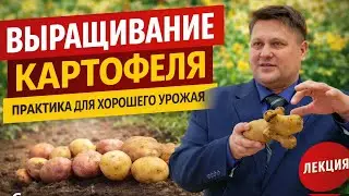 Лекция Михаила Валерьевича Котикова — выращивание картофеля на практике