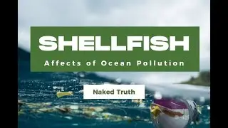 The Shocking Truth About How Ocean Pollution Affects Shellfish Populations