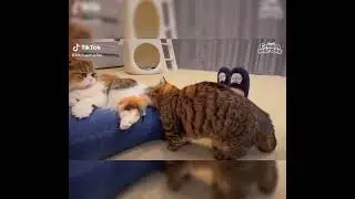 Zu geile Katzen, krankhaft lustig, es ist f&uuml;r jeden was zum Lachen dabei ;)