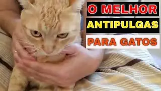 🐱Não compre ANTIPULGAS PARA GATOS antes de ver esse vídeo