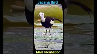 Unusual Bird Parenting 🐦 #wildlife #facts #birds