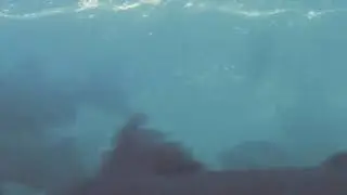 Spawning Coho Salmon from below the surface