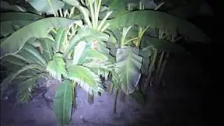 Lighting effects of Olight H2R headlight