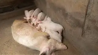 Lactating sow with its 2&frac12; months old piglets...