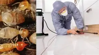 Commercial Termite Services | Gunter Pest & Lawn | Kansas City, MO