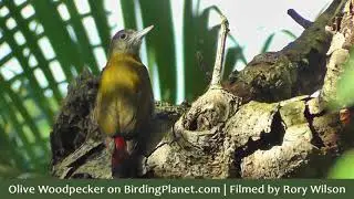 Olive Woodpecker pecking on tree and finding insects to eat - Birdwatching in South Africa