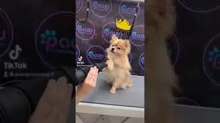 מספרת כלבים ברחובות - PAW Grooming Salon - תטיפוח היגייני לפומרניין