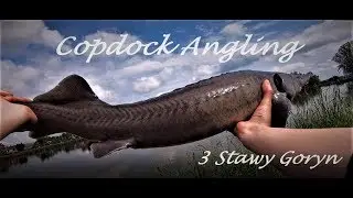 Copdock Angling || Łowisko 3 Stawy Goryń || Jesiotry