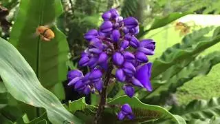 Amegilla Bee Attracted to Blue Ginger and Buzz Pollinating Flowers