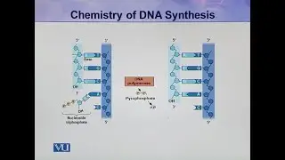 Mechanism of DNA Replication: Chemistry of DNA Synthesis | Cell Biology | BIO5105_Topic081