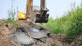 MGA COBRA NAGAMBALA SA LUNGGA | Sam Tuklaw