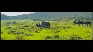 Rhino DESTROYS Buffalo in Seconds &ndash; Mercilessly Goring the Rhino  (2020)