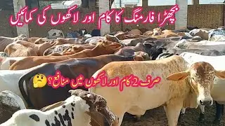 How to start Vacha (Calf) Farming | Sacrifice Calf 2022 | Vacha Farm in Pakistan | Business Minded