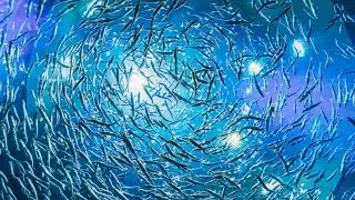 Gentle Healing Music for your Soul  #sleep #sleepingmusic #meditation #underthesea