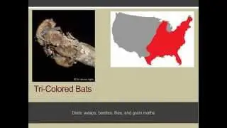 The Benefits of Bats