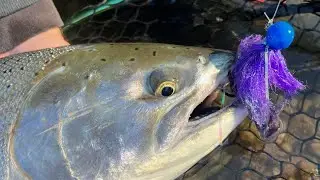 Twitching for Salmon! |&nbsp;&nbsp;Techniques, colors, and strategies to catch more fish!