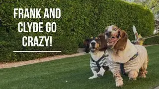 Basset hounds in sweaters at a resort
