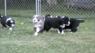 Bearded collie