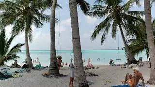 Palms and the turquoise ocean @istvanohidy4111