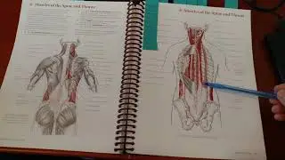 Back Muscles: Introduction and Anatomy PT. 1 - Resource Hub