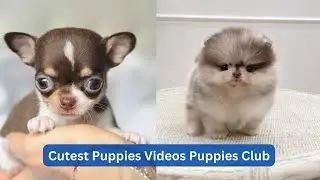 Cutest Puppies Videos Puppies Club