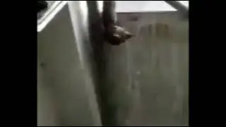 Rat Jumping Off Building(Billy Joel - Piano Man Meme)