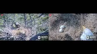 Berry College Eagles:  2021 02 09 Pip-pip-hurray!