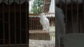 Kenari Gacor Ngerek BETINA