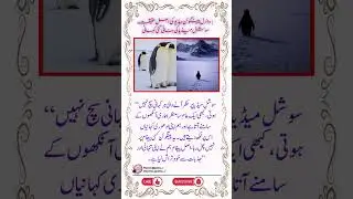The Truth Behind the Viral Penguin Video | Social Media vs Reality.#shorts #naeemquotes #dailyquotes