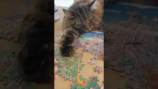 How I do jigsaw puzzles with my cats #norwegianforestcat #royandmoss #jigsawpuzzle