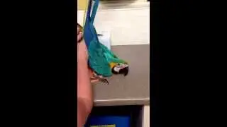 Blue and Gold macaw chick having her tail preened and loving it