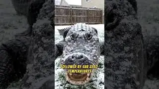 Снег во Флориде &mdash; Пенсакола